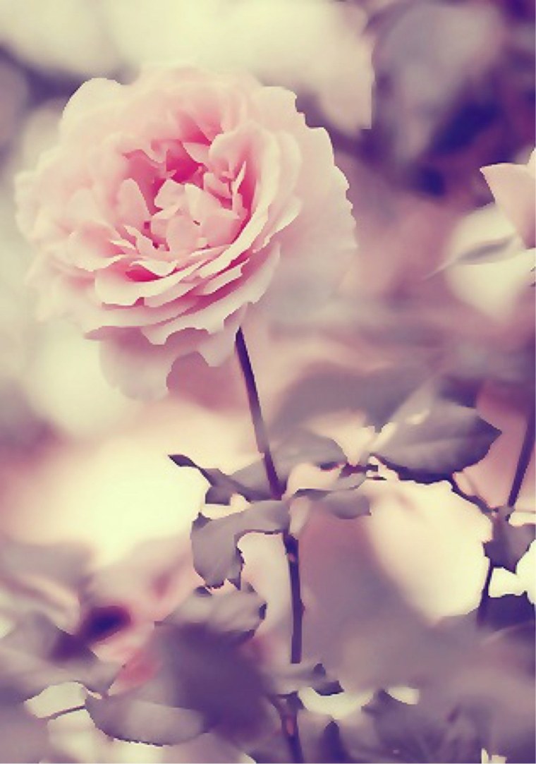 Пудровые пионы