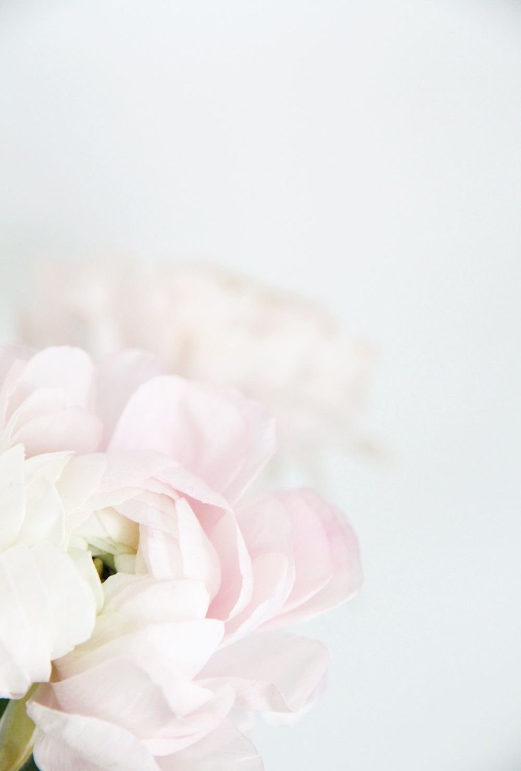 Пионовидная роза пастельных тонов