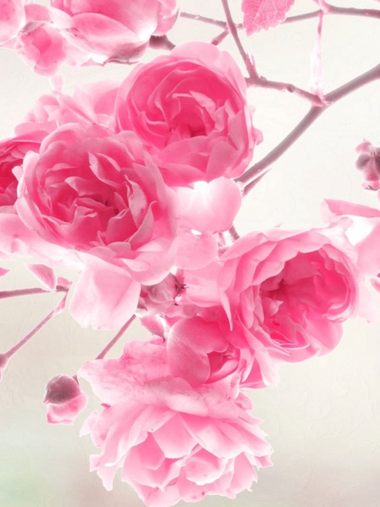 Нежный цветок