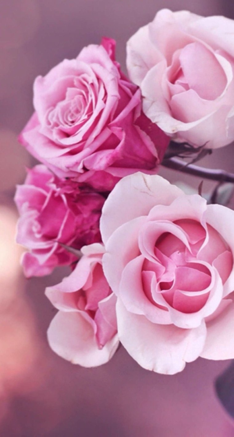 Пионы на темном сером фоне