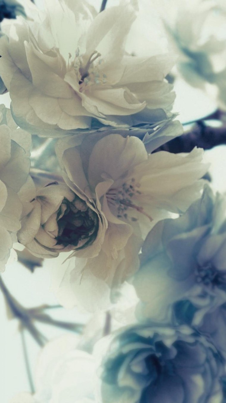 Пион Jean van Bevesen