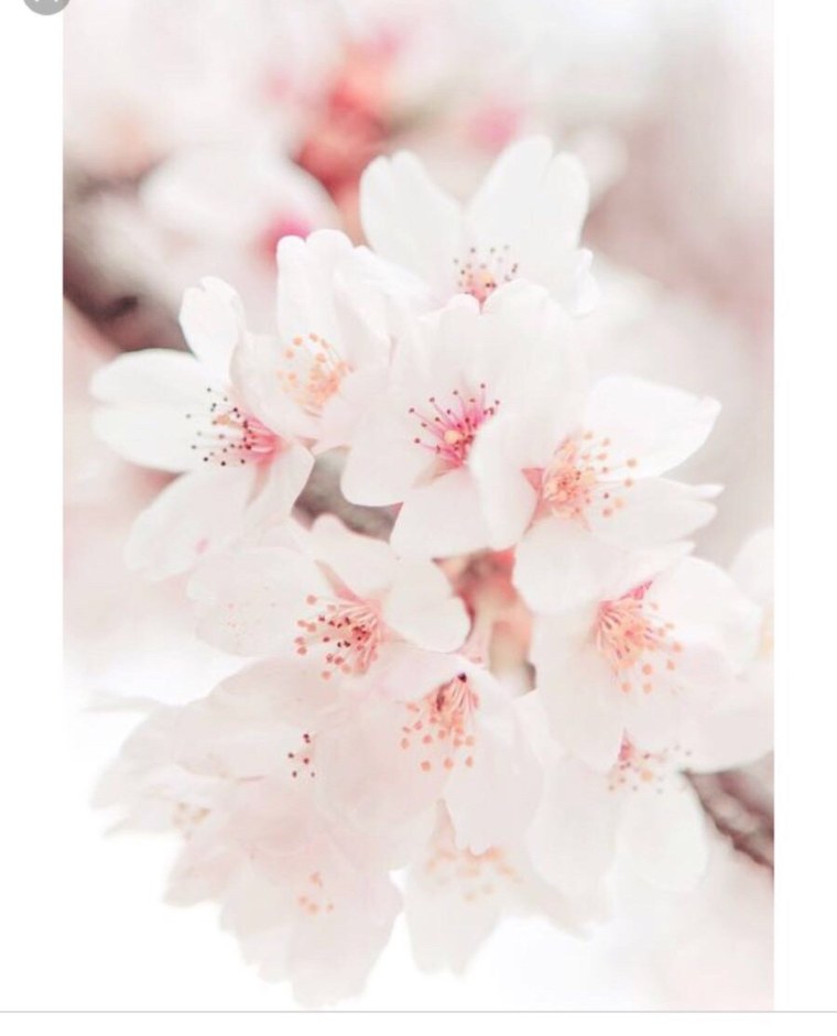 Пионы на рабочий стол