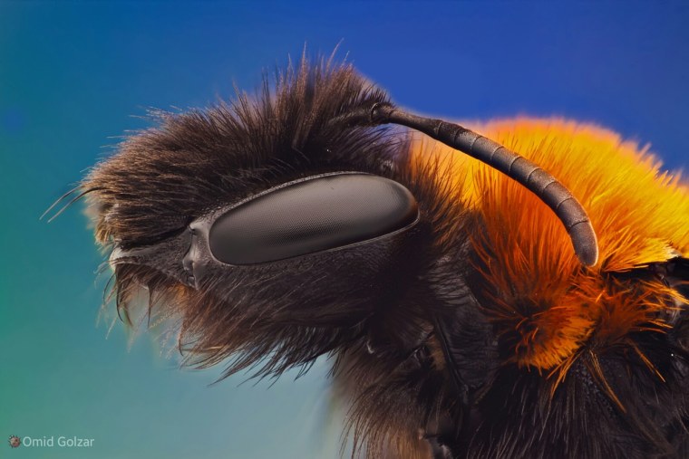 Насекомые макро