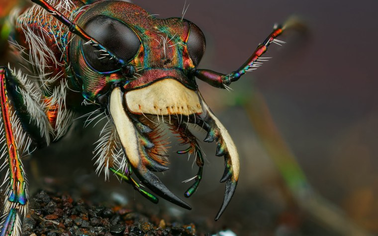 Красивые макрофотографии