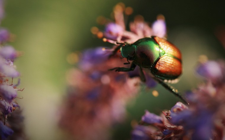 Насекомые в росе