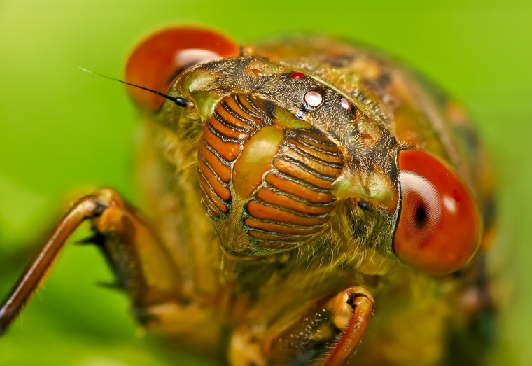 Мандибулы муравья