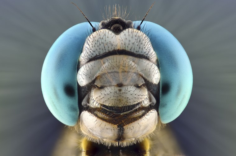 Насекомые Макросъемка комар