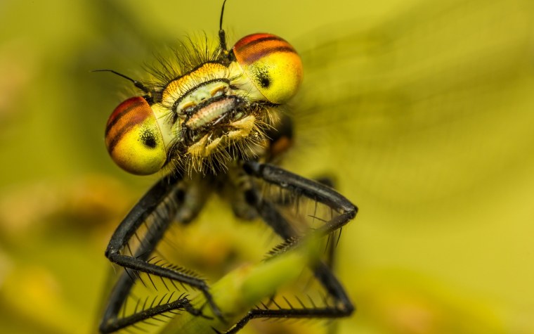 Фасеточные глаза Стрекозы