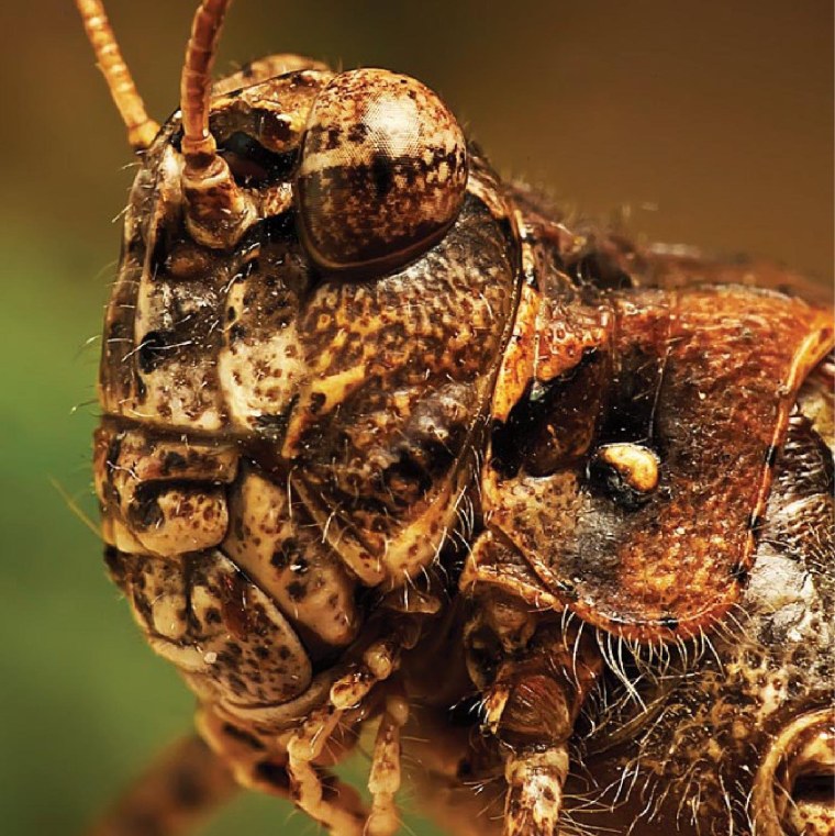 Фотограф Томас Шахан