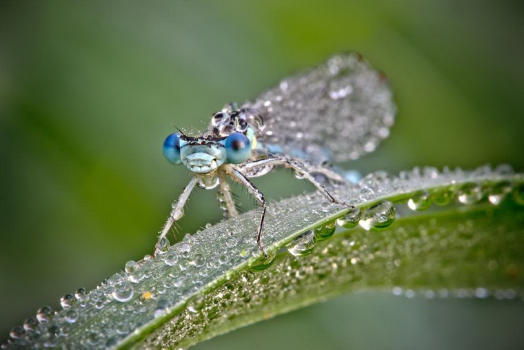 Фасеточные глаза Стрекозы