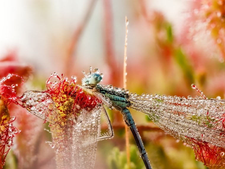 Насекомые макро