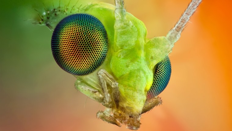 Макросъемка фото портрет