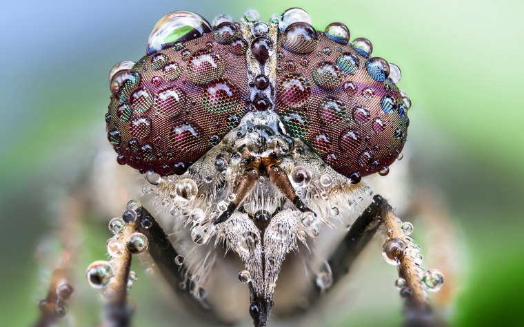 Щитник-черепашка Жук Пикассо