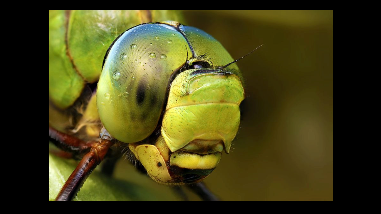 Красивые насекомые