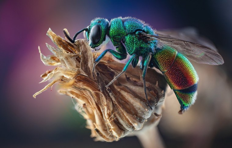 Муха Макросъемка