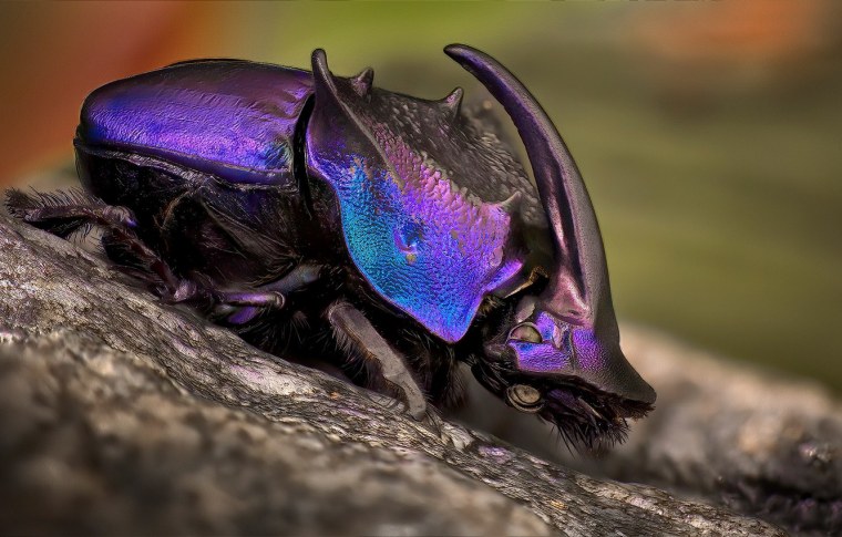 Удивительные насекомые макро