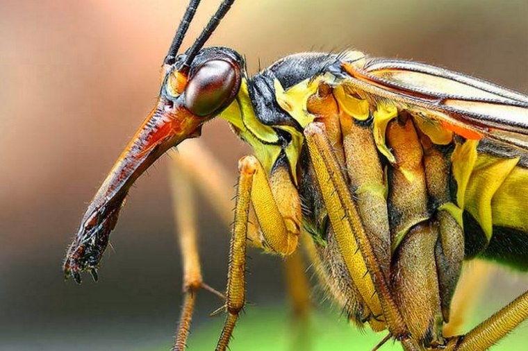 Букашки Божья коровка