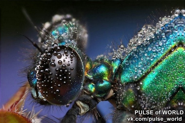Насекомые макро