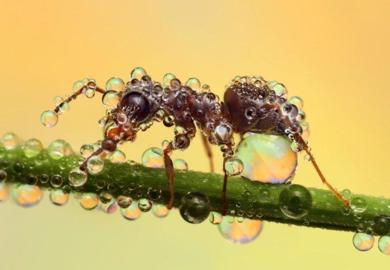 Насекомые Стрекоза Шафрановая