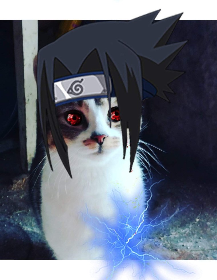 Саске котенок