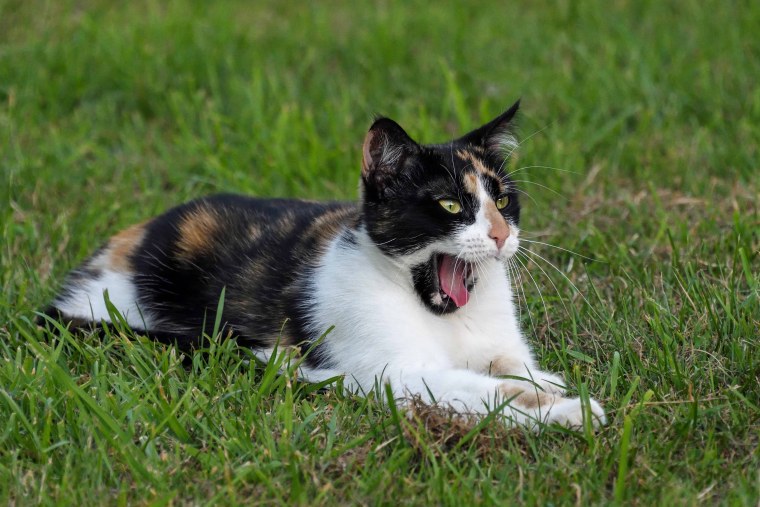 Эгейская кошка трехцветная