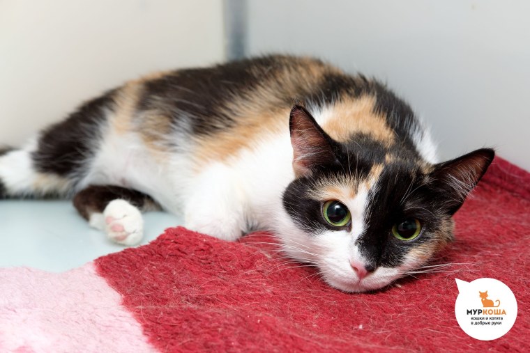 Сибирская кошка трехцветная короткошерстная
