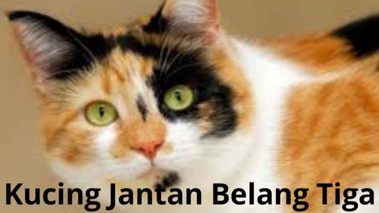 Калико кошка черепаховая кошка