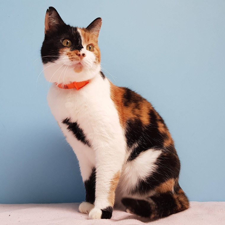 Сибирская кошка трехцветная короткошерстная