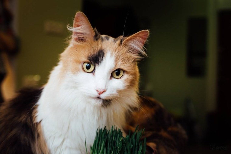 Сибирская трехшерстная кошка