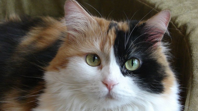 Сибирская ангорская кошка трёхцветная