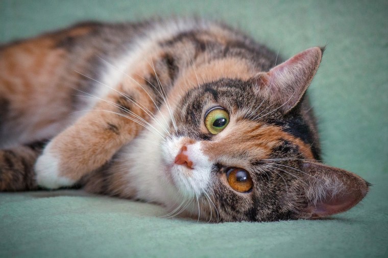 Трехшерстная кошка