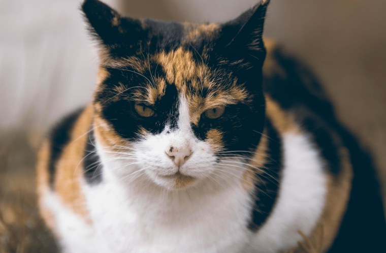 Черепаховая кошка Калико