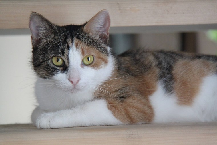 Трехцветная полосатая кошка