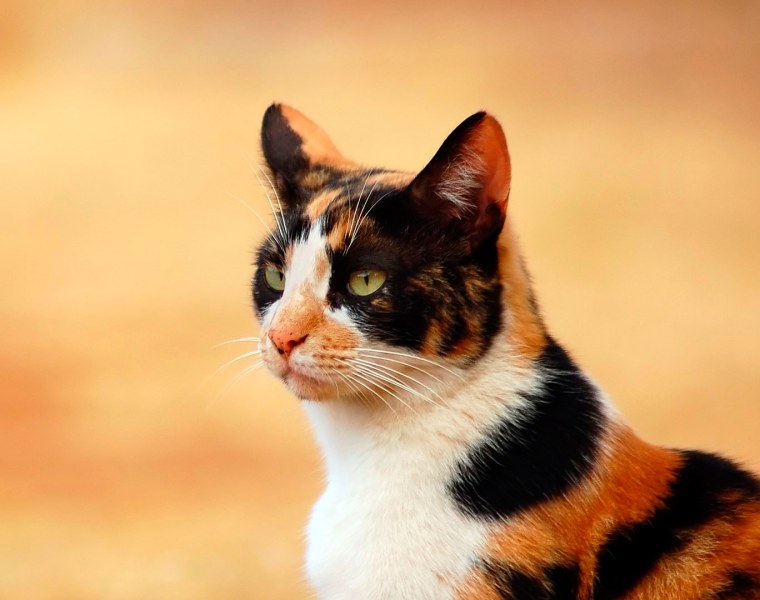 Американская короткошерстная кошка черепаховая