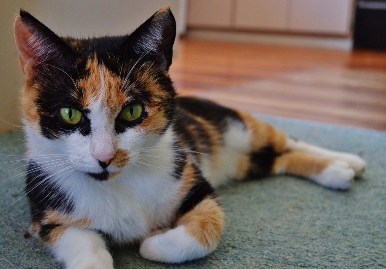 Европейская короткошерстная кошка трехцветная