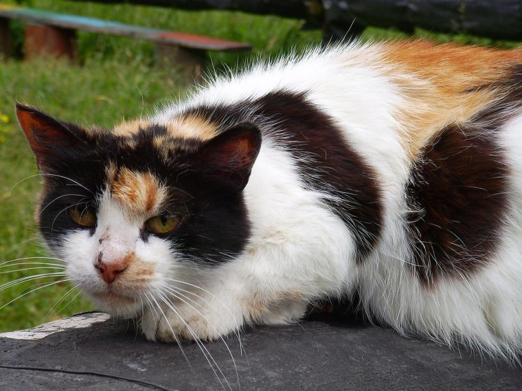 Трехшерстная кошка пушистая