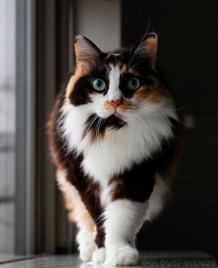 Эгейская трехшерстная кошка