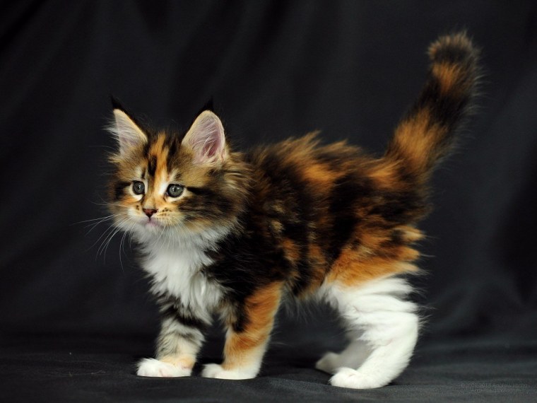 Трехцветные Мейн куны котята