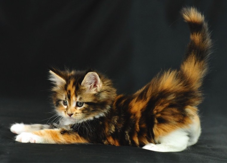 Котята мейкуна трехцветные