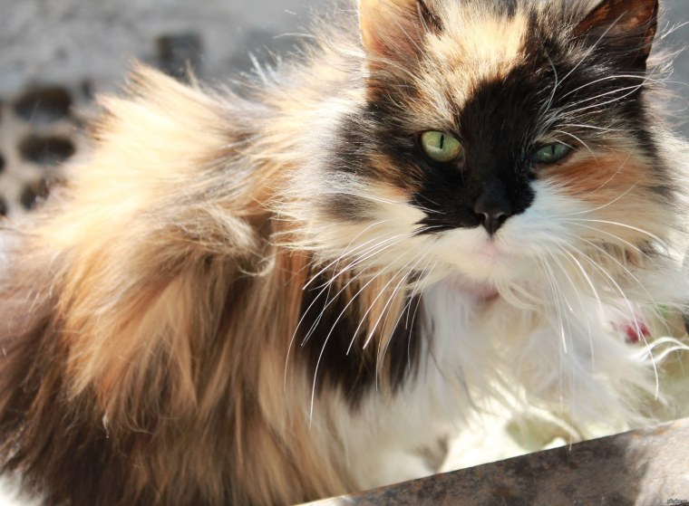 Норвежская Лесная кошка трехцветная