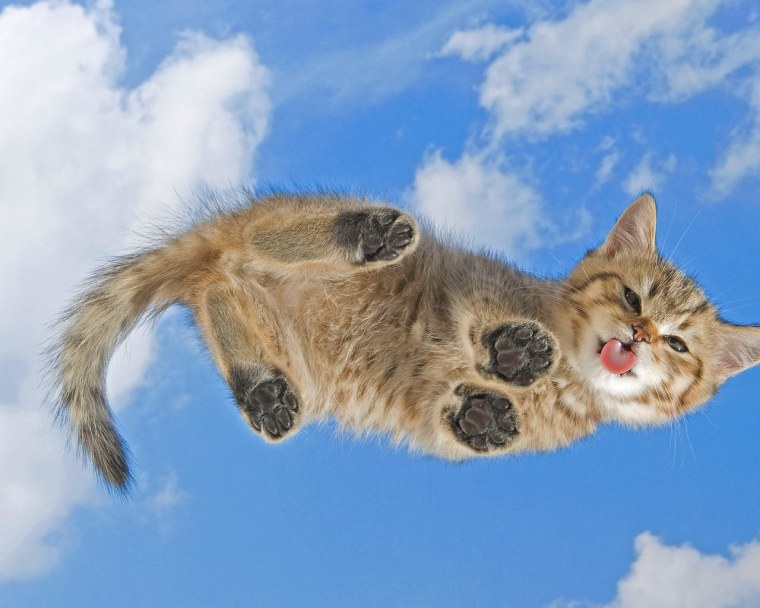 Коты панорама