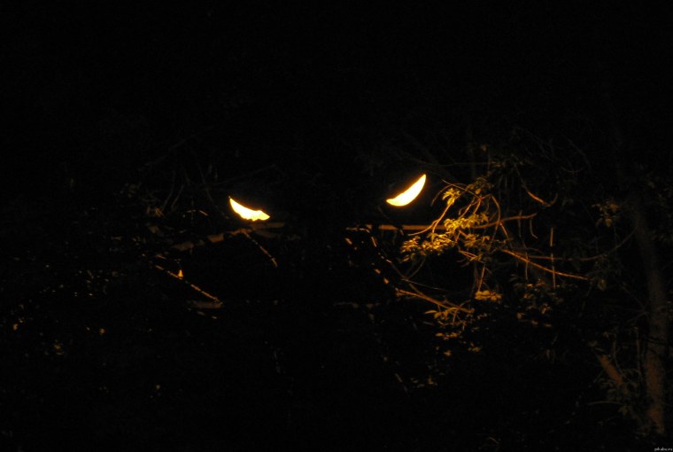 Гифка расширение зрачка