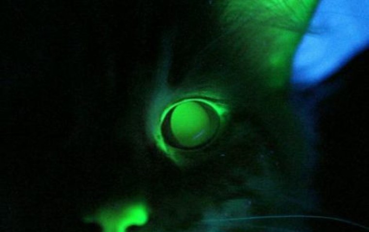 Страшная лампа