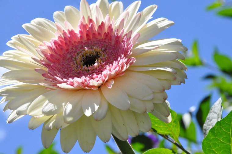 Растение Гербера h35