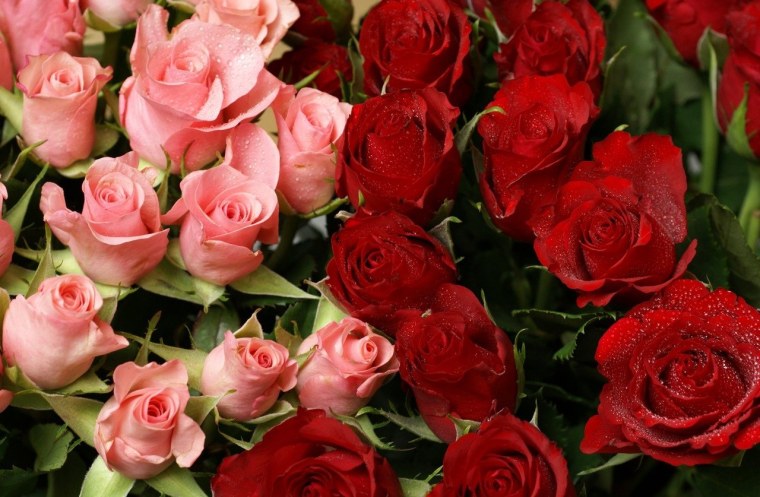 Роскошные розы