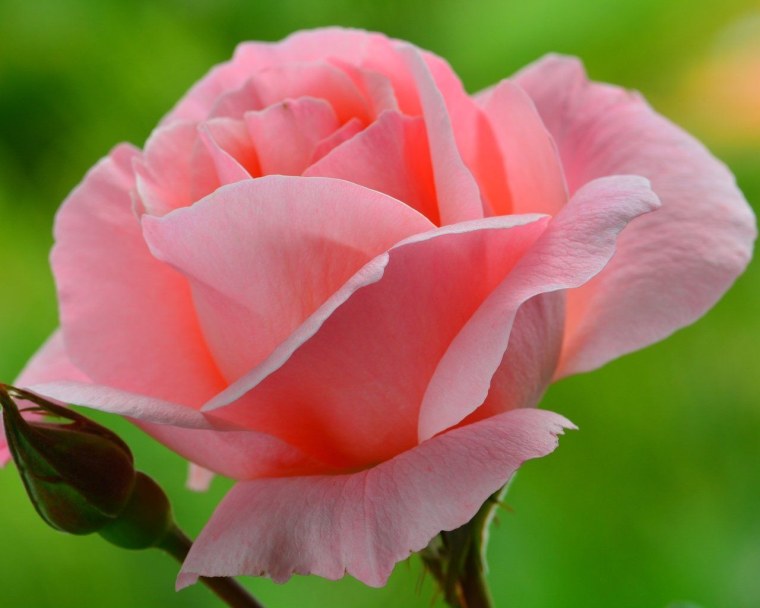 Лотус Флауэр