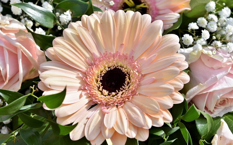 Герберы цветы