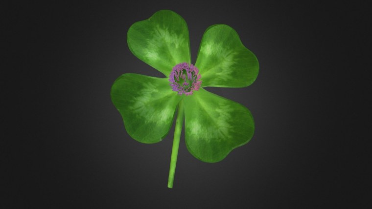 Клевер Луговой четырехлистный