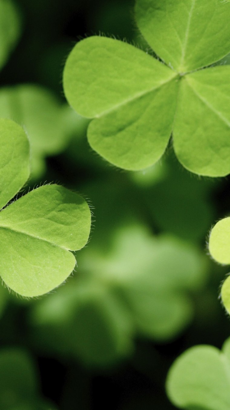 Четырехлистный Клевер HD