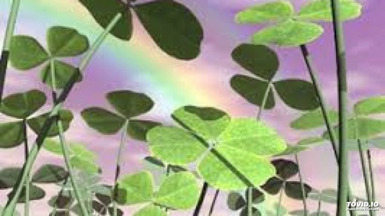 Клевер Луговой четырехлистный